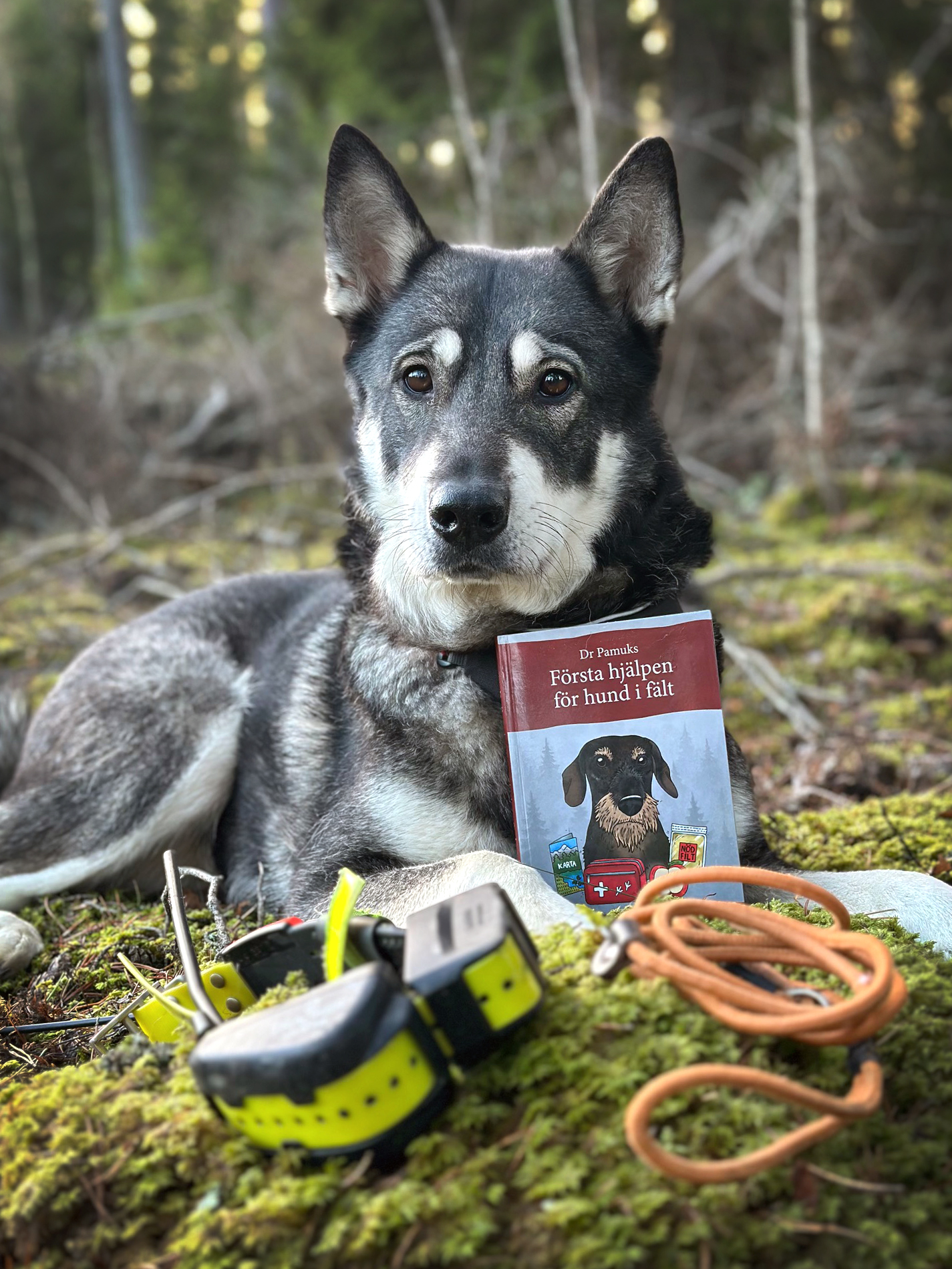Första hjälpen för hund i fält - 2