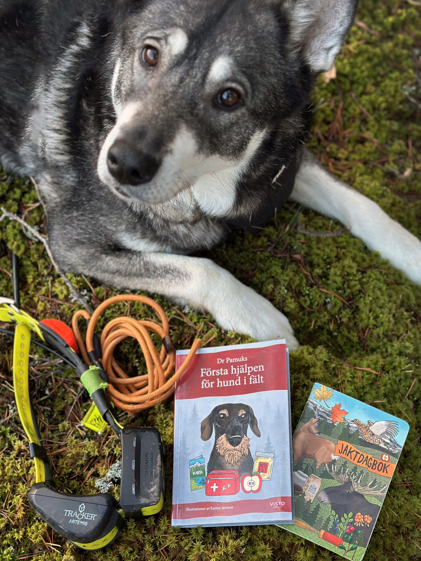 Första hjälpen för hund i fält - 3