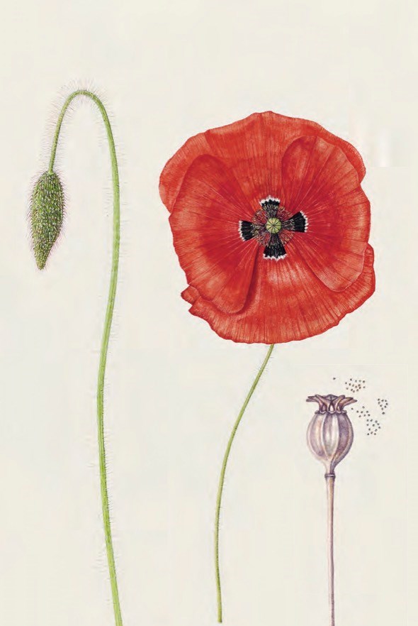 The Seed Collector's Kit - 6