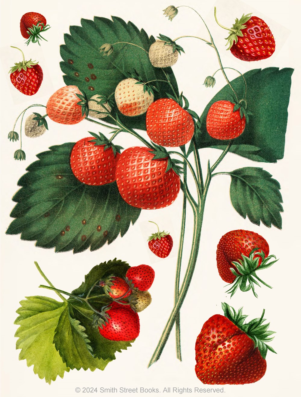 Cut-out Curiosities: Botanica - 6