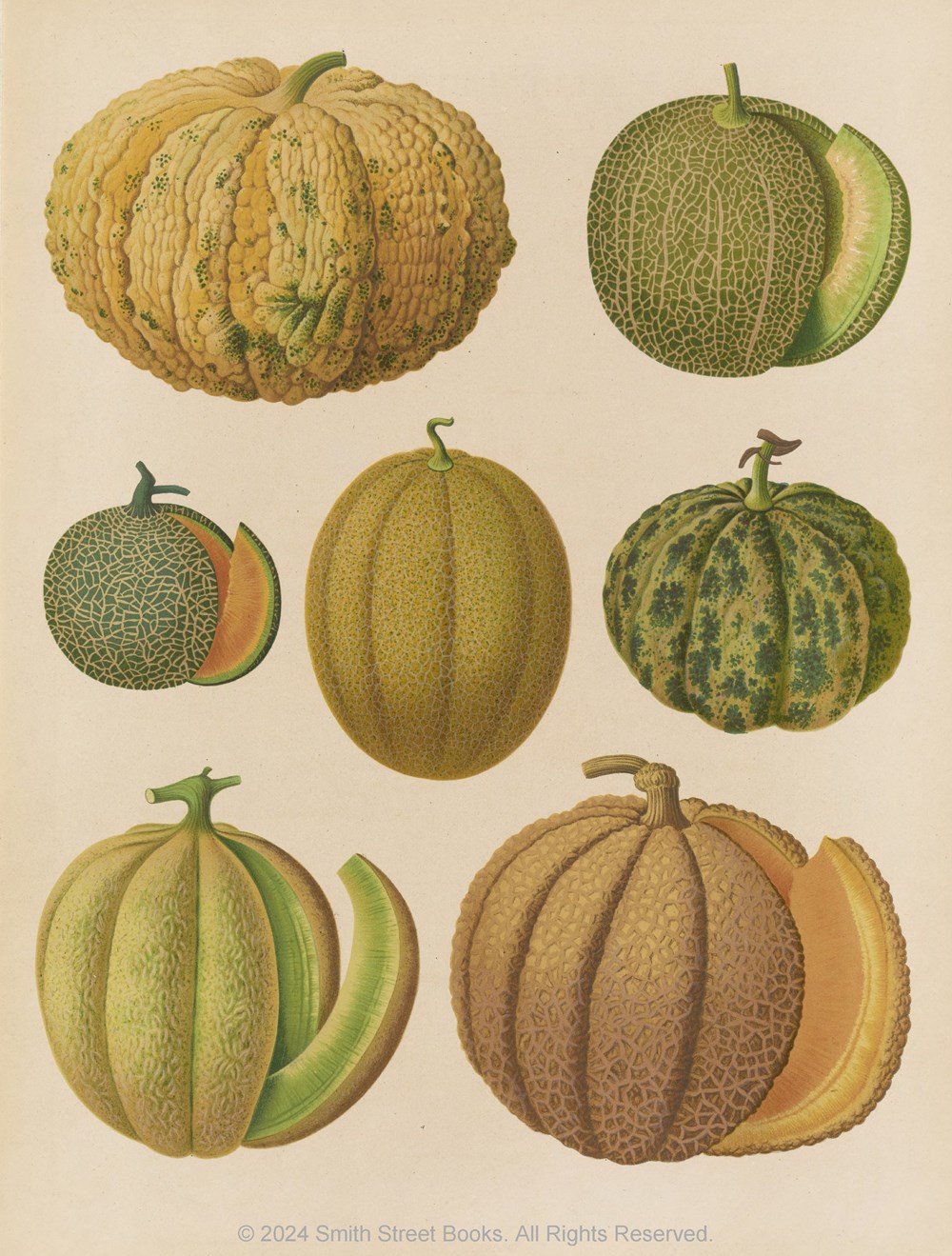 Cut-out Curiosities: Botanica - 10
