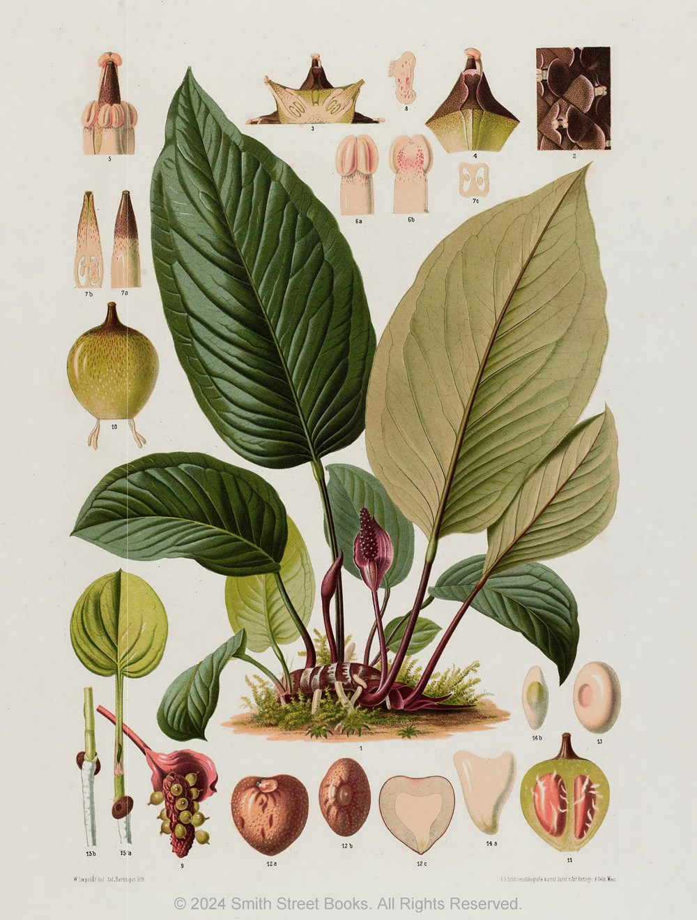 Cut-out Curiosities: Botanica - 7