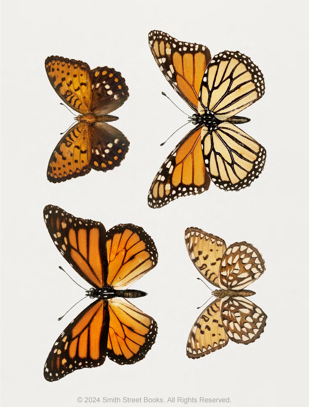 Cut-out Curiosities: Botanica - 3