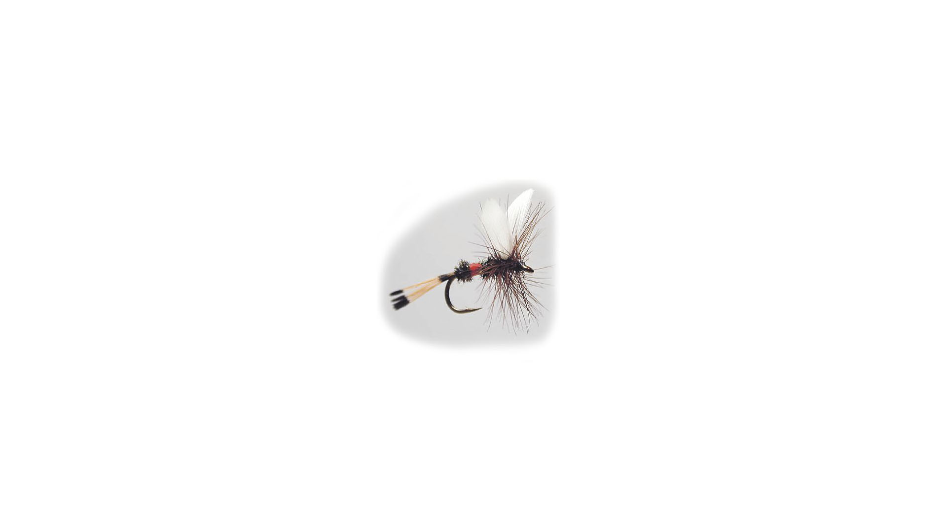 Torrfluga Royal Coachman