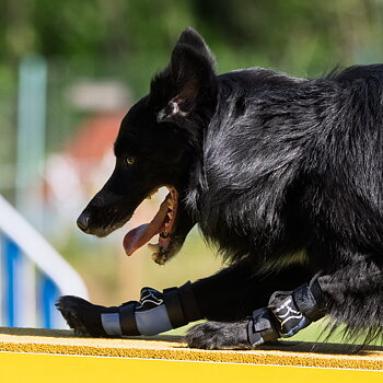 Border Collie Project I Anna Käll