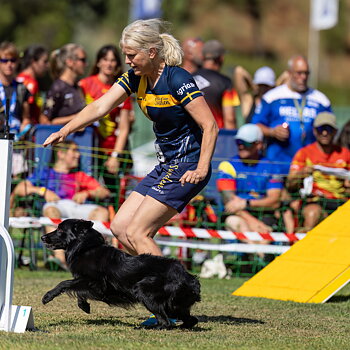 Border Collie Project I Anna Käll