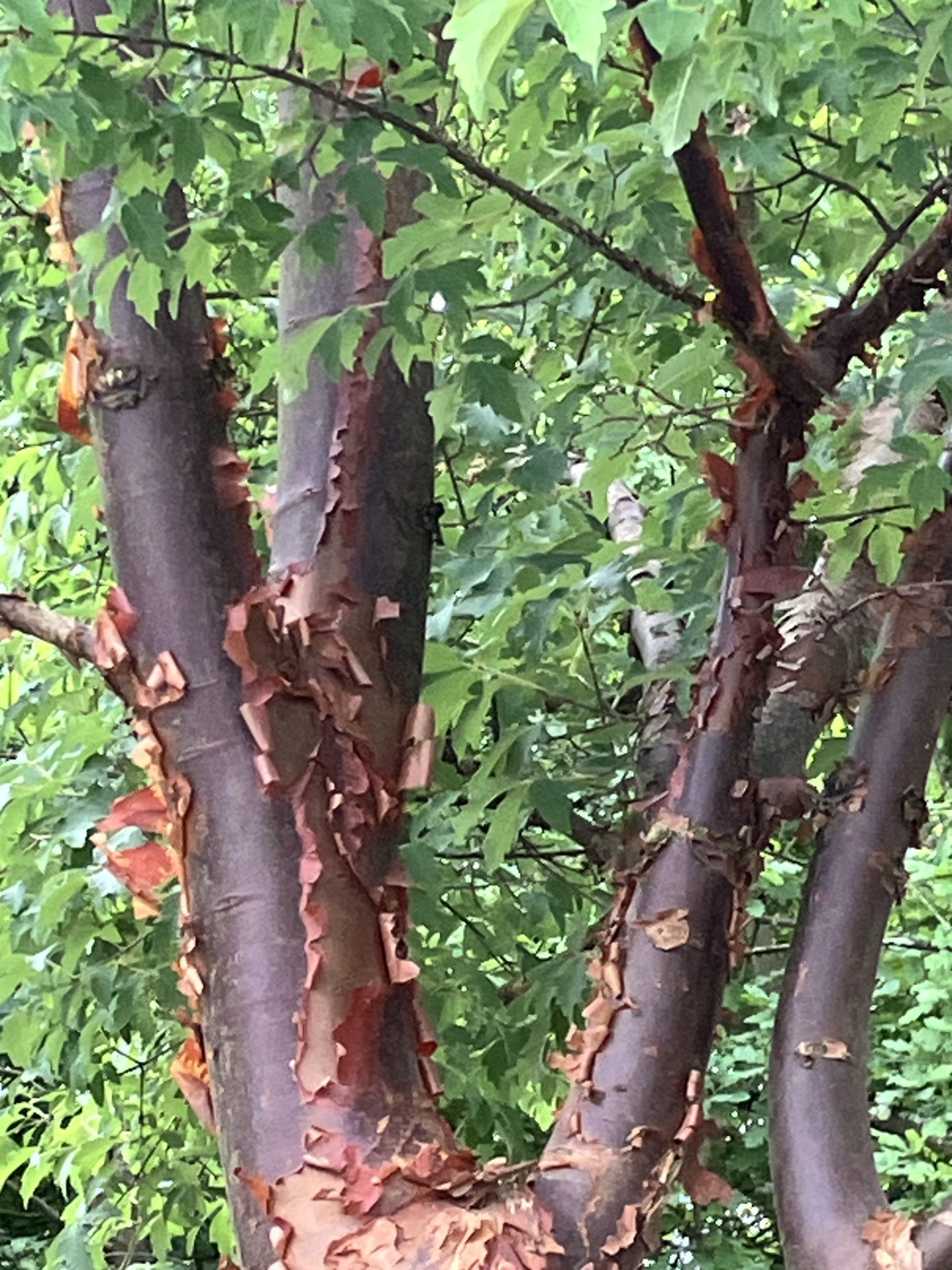 Kopparlönn  Acer griseum  Utr 200-250 Co - 5