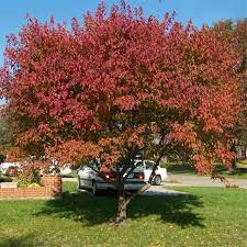 Kopparlönn  Acer griseum  Utr 200-250 Co - 2