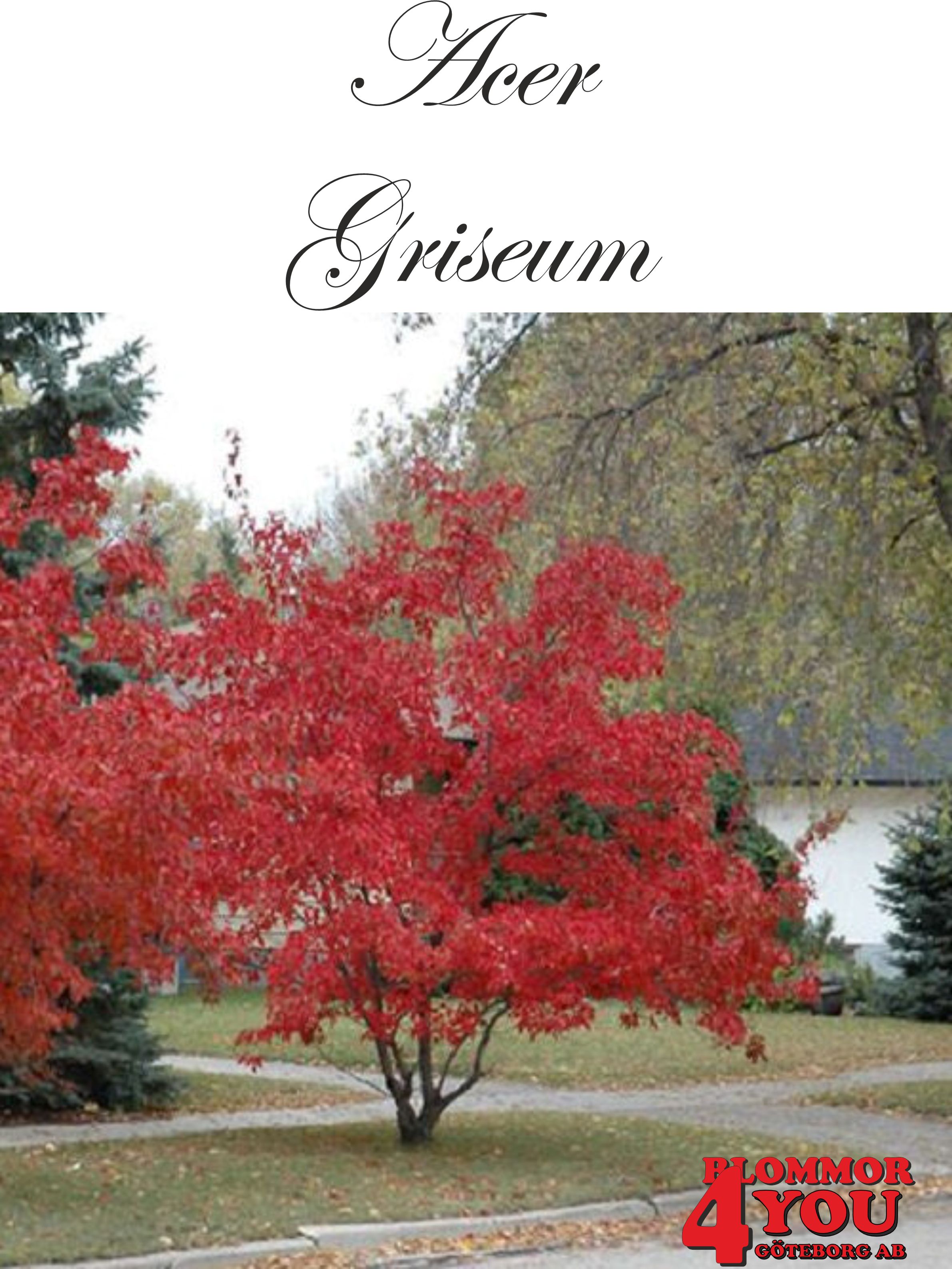 Kopparlönn  Acer griseum  Utr 200-250 Co