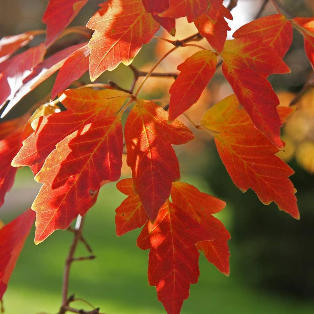 Kopparlönn  Acer griseum  Utr 200-250 Co - 4