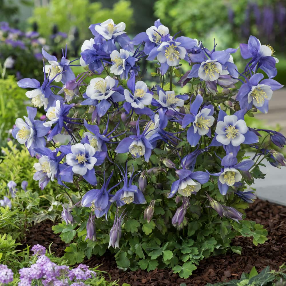 Akleja 'Earlybird Blue White'