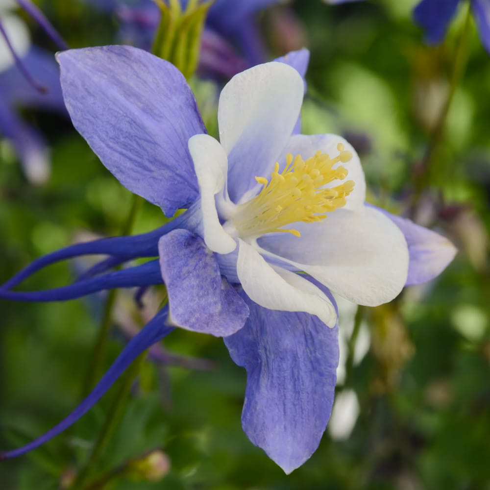 Akleja 'Earlybird Blue White' - 2