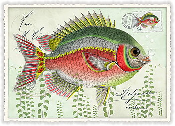 Fish, Postcard