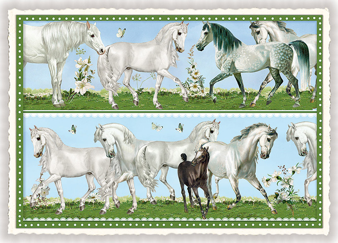 Horses, Postcard