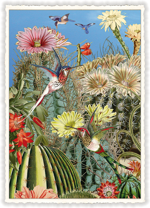 Kolibri, Postcard