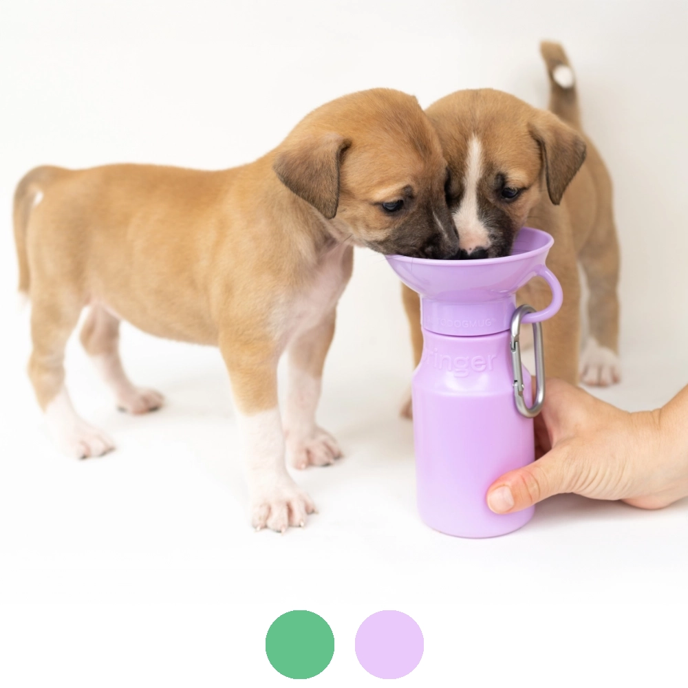Water bottle with bowl | No water spillage
