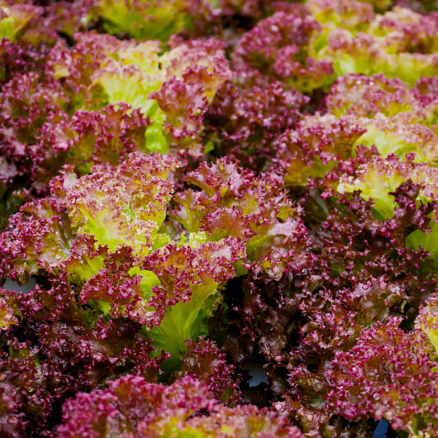 Bataviasallat 'Lollo Rossa'