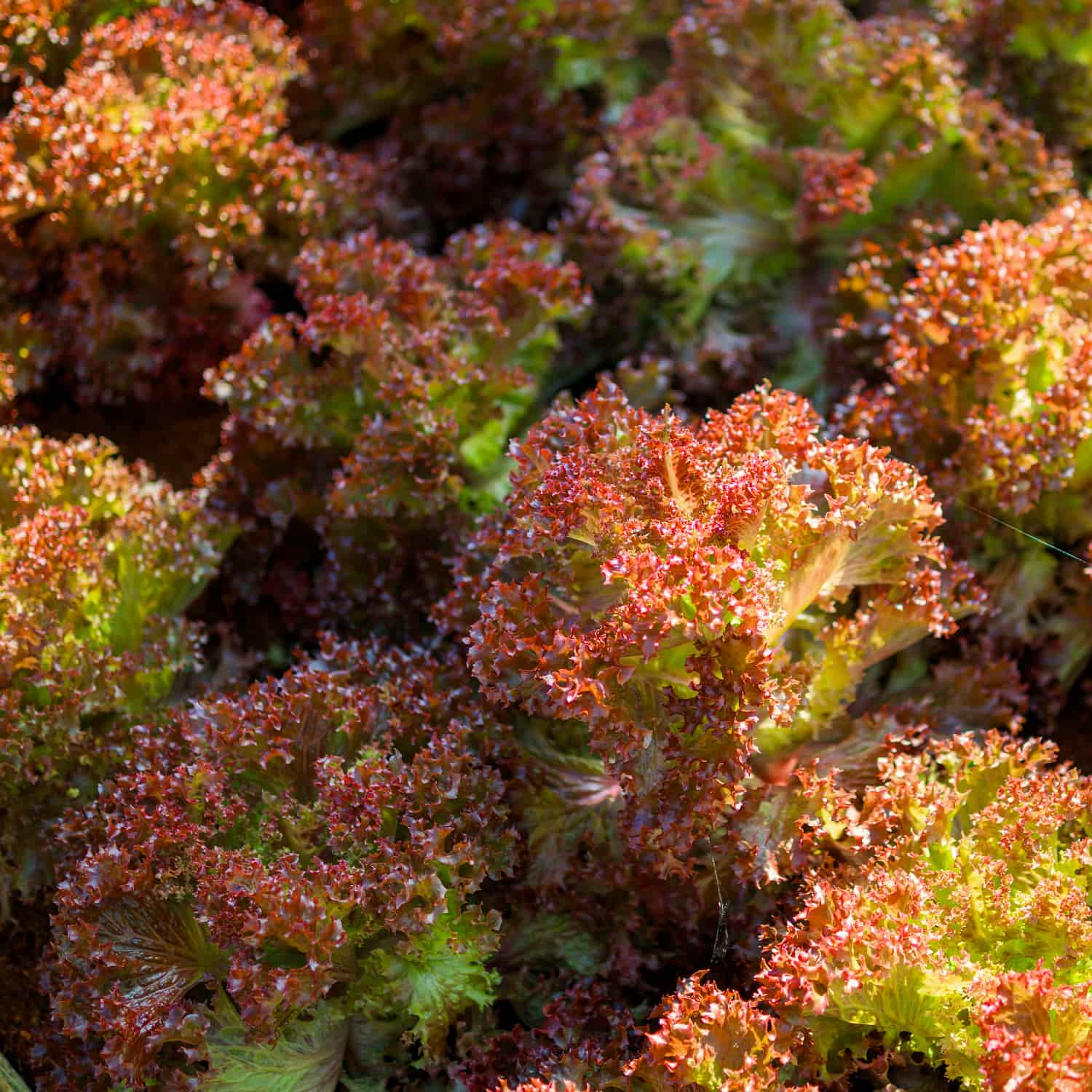 Bataviasallat 'Lollo Rossa'