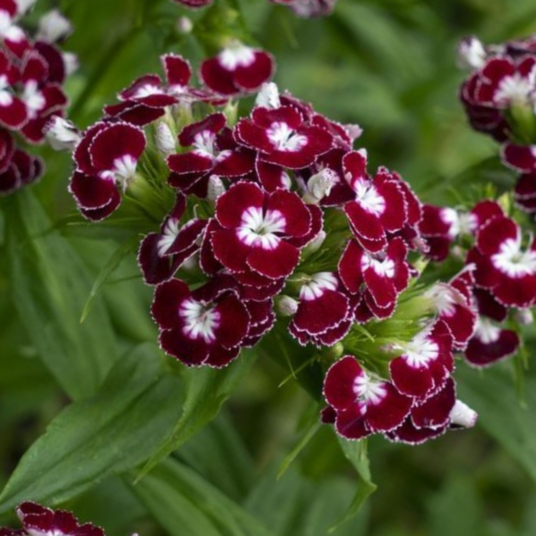 Borstnejlika - Chris