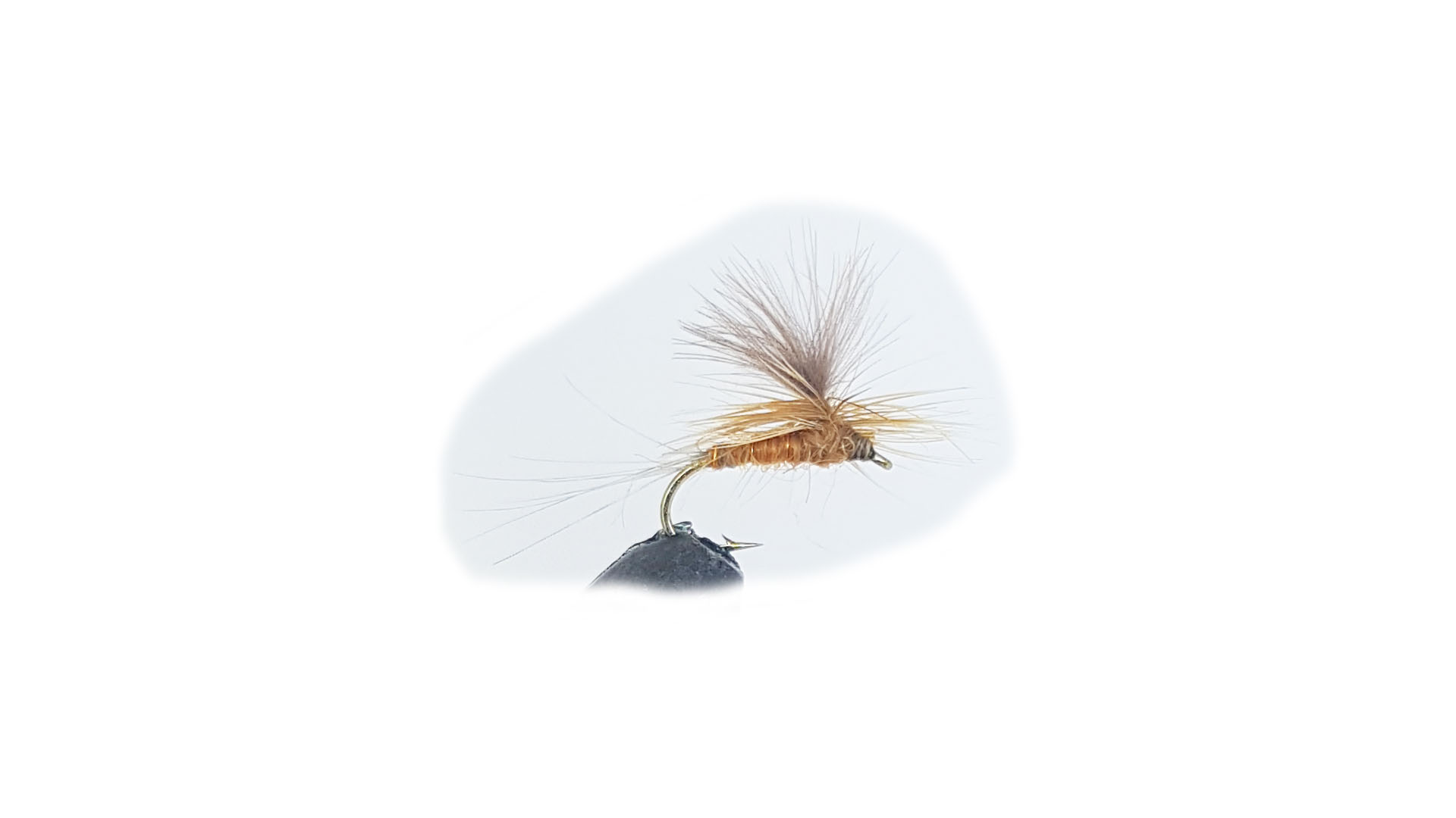 Parachute Aurivillii 