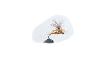Parachute Aurivillii 