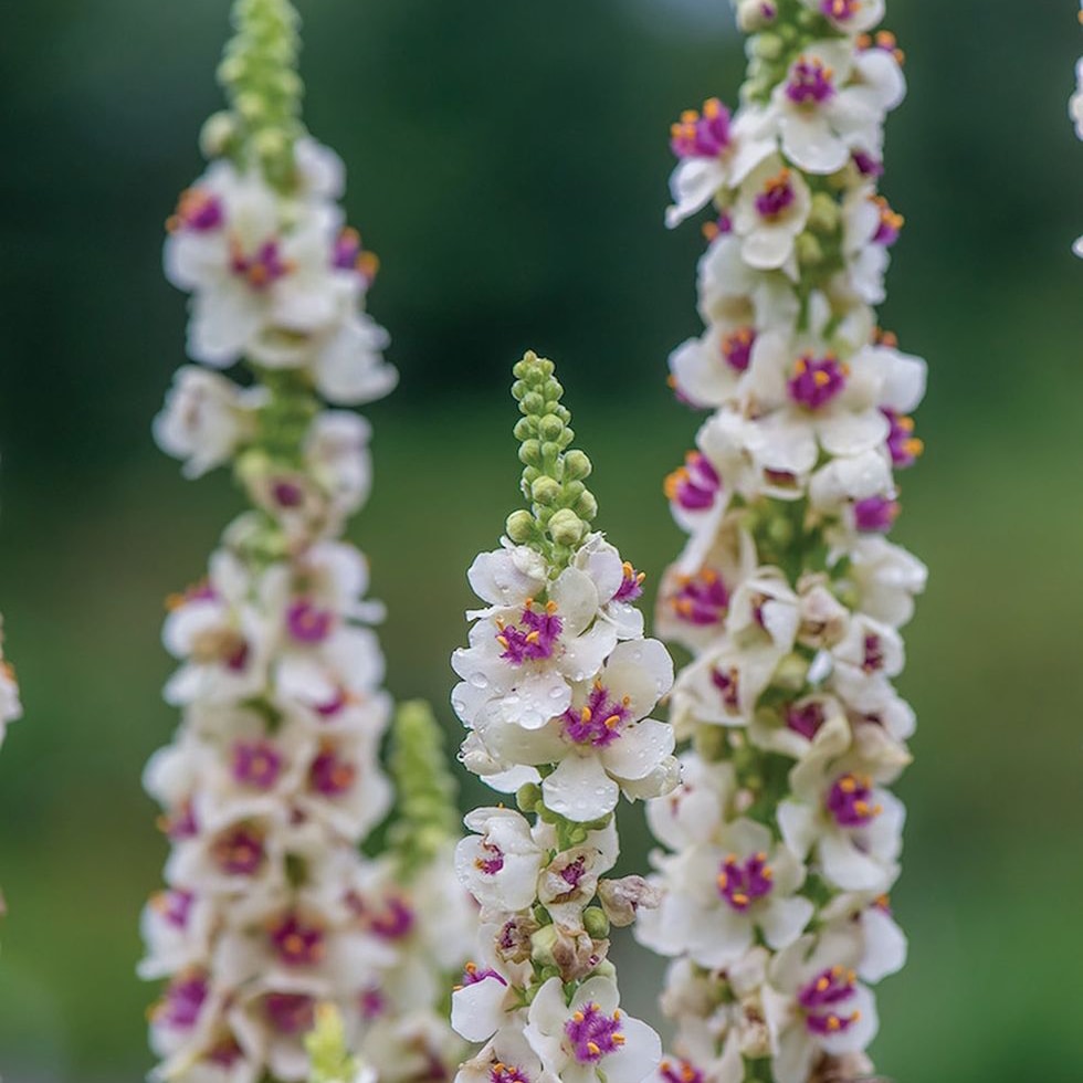 Kungsljus 'Snowy Spires'