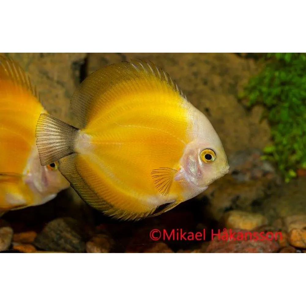 Discus Gul Melon 8-9cm (Symphysodon sp.)