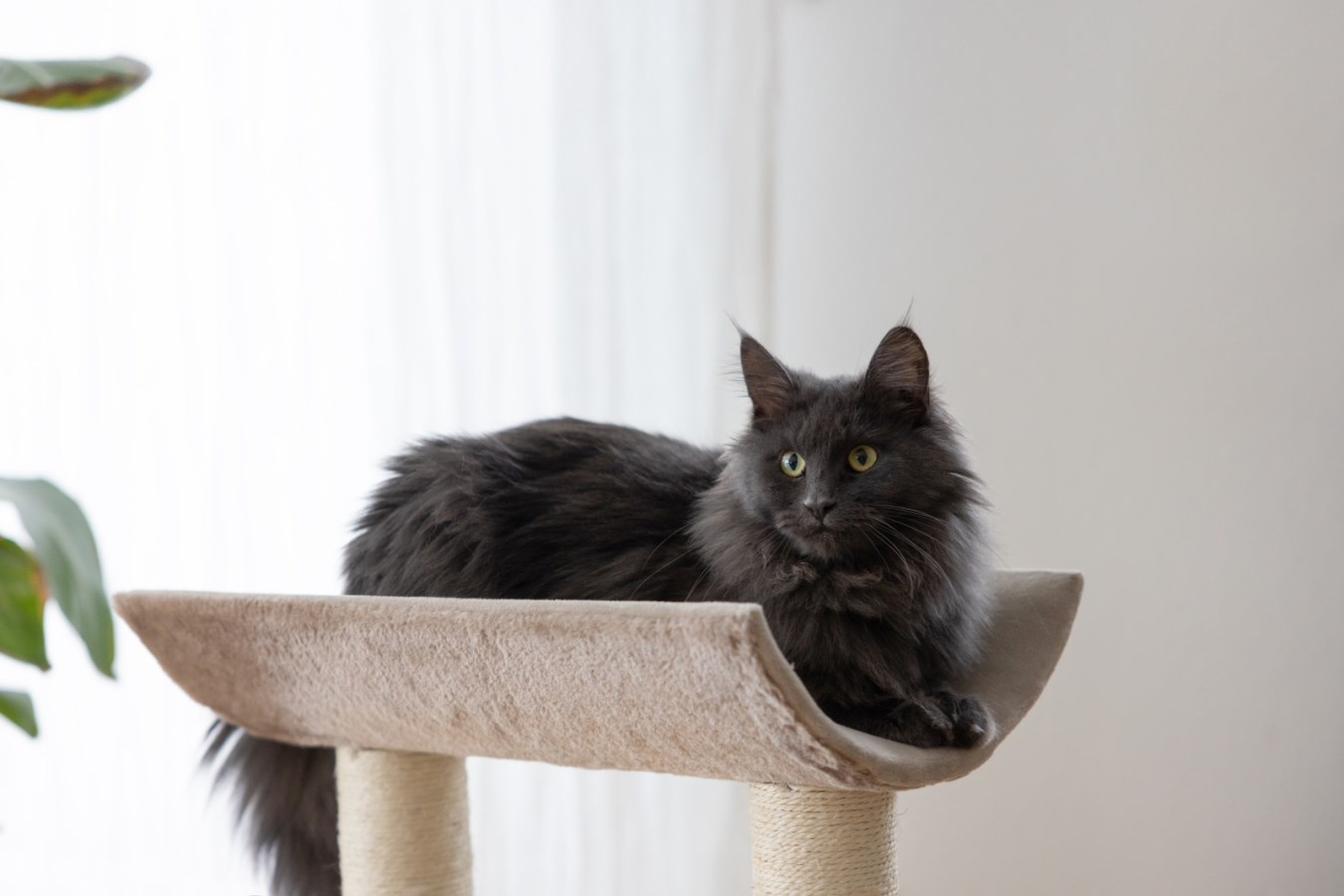 Kerbl Ambiance Cat Scratching Furniture - Taupe - Sleeping Area