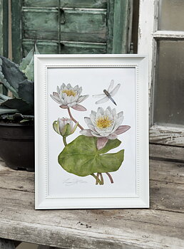ART PRINT WATERLILLY 21x30