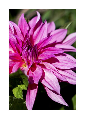Pink Star Dahlia- Poster