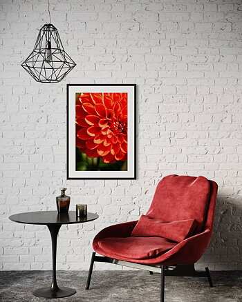 Orange Chrysanthemum - Poster