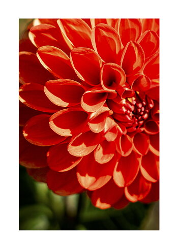 Orange Chrysanthemum - Poster