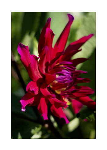 Red Star Dahlia - Poster