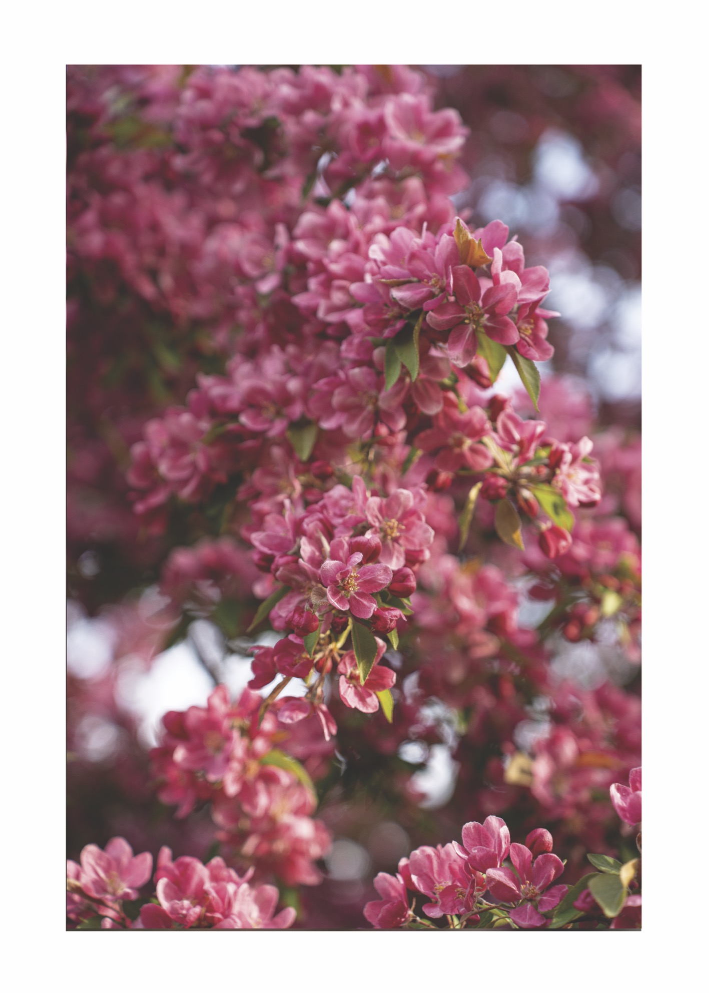 Spring Flower No 01 - Poster - 2