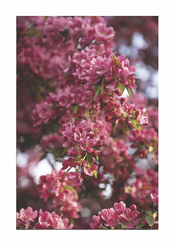 Spring Flower No 01 - Poster