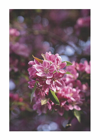 Spring Flower No 02 - Poster