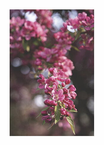 Spring Flower No 03 - Poster