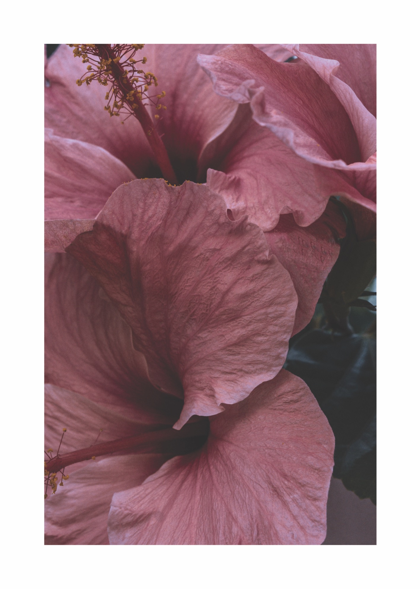 Soft Pink - Poster - 2