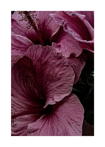 Dark Pink - Poster