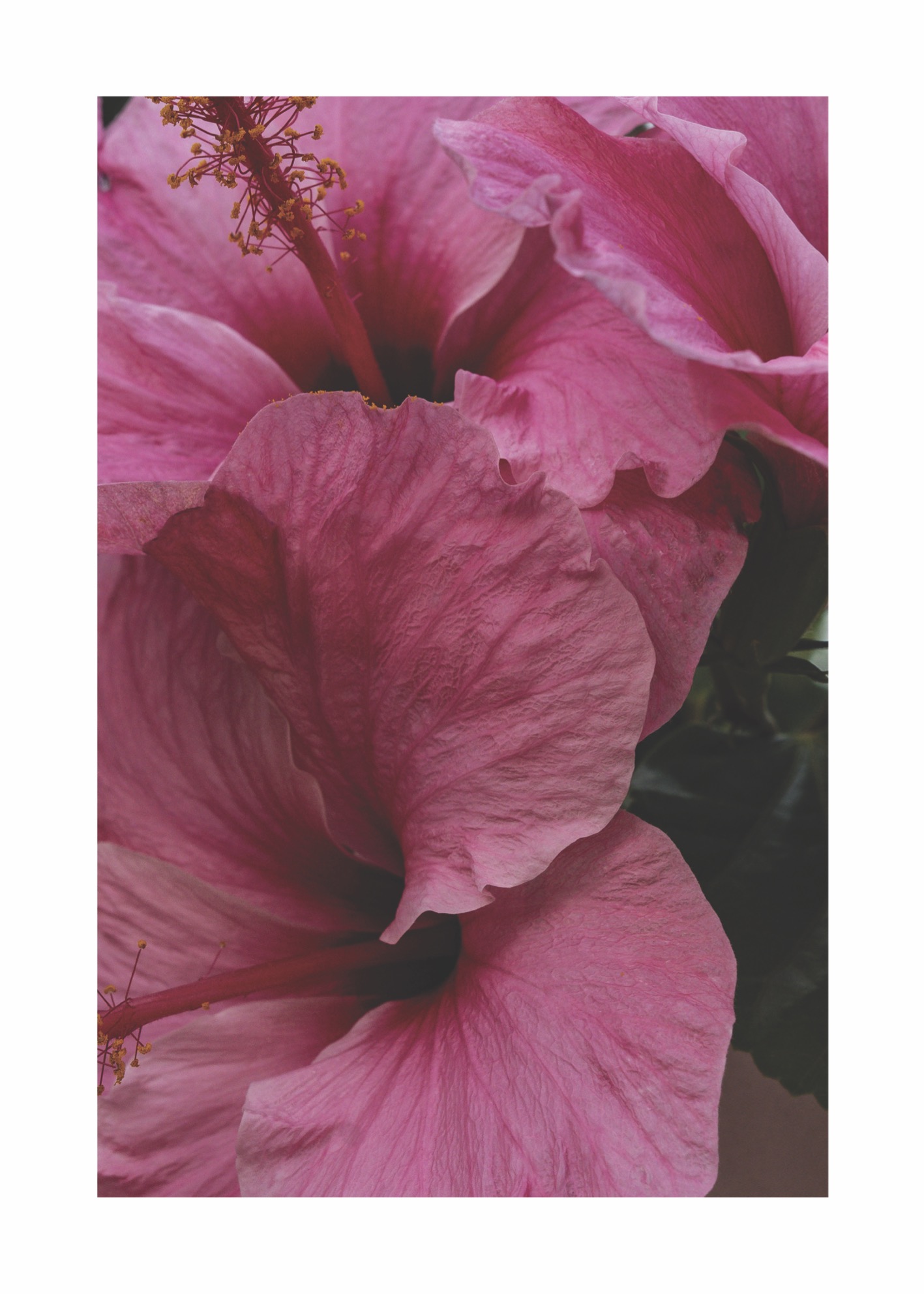 Strong Pink - Poster - 2