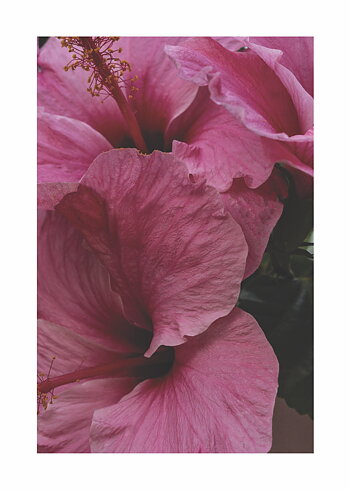 Strong Pink - Poster