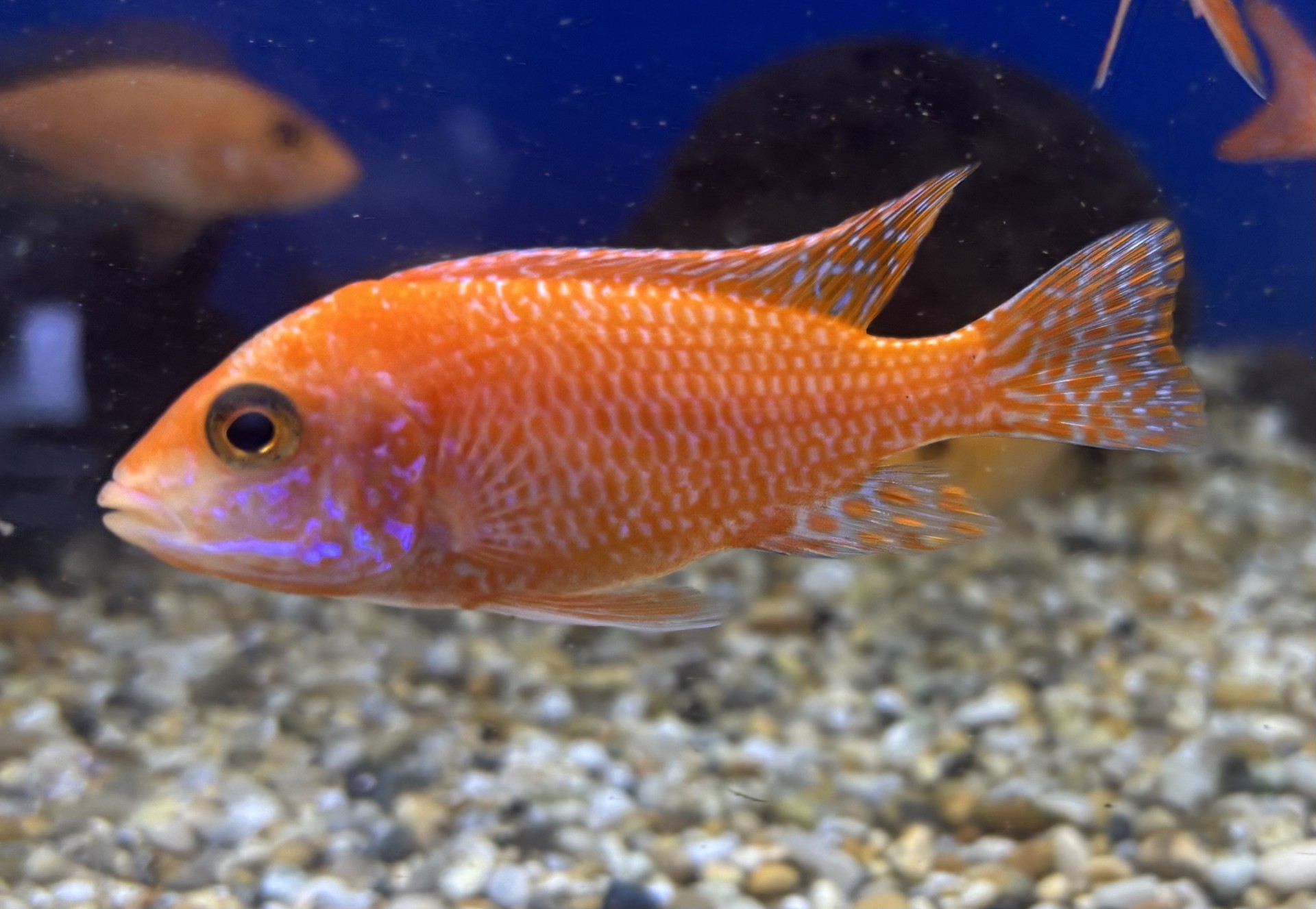 Fire fish (Aulonocara sp. 'fire fish') - Herkules Zoo AB
