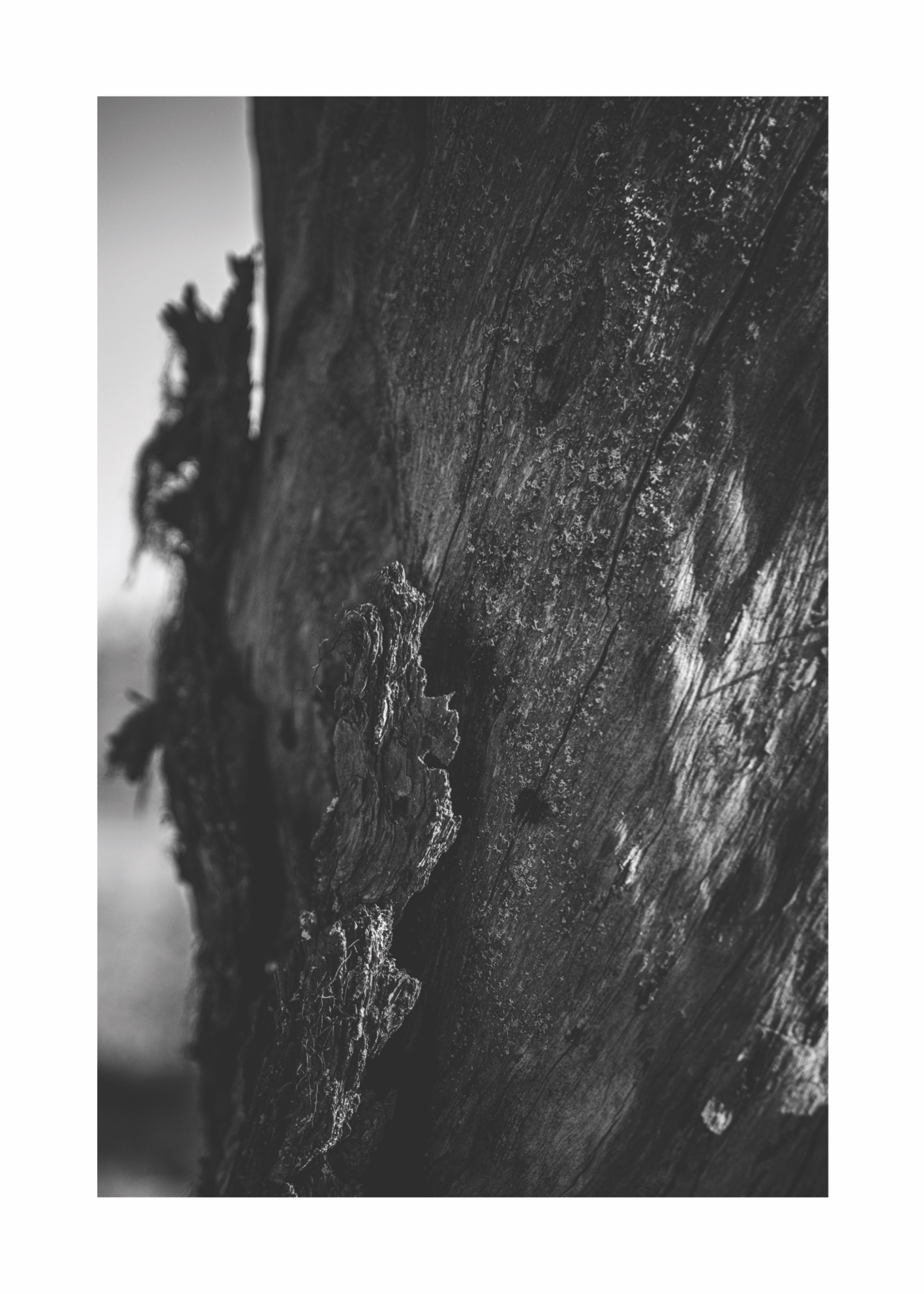 Bark - Poster - 2