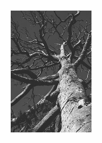 Tree Canopy - Poster