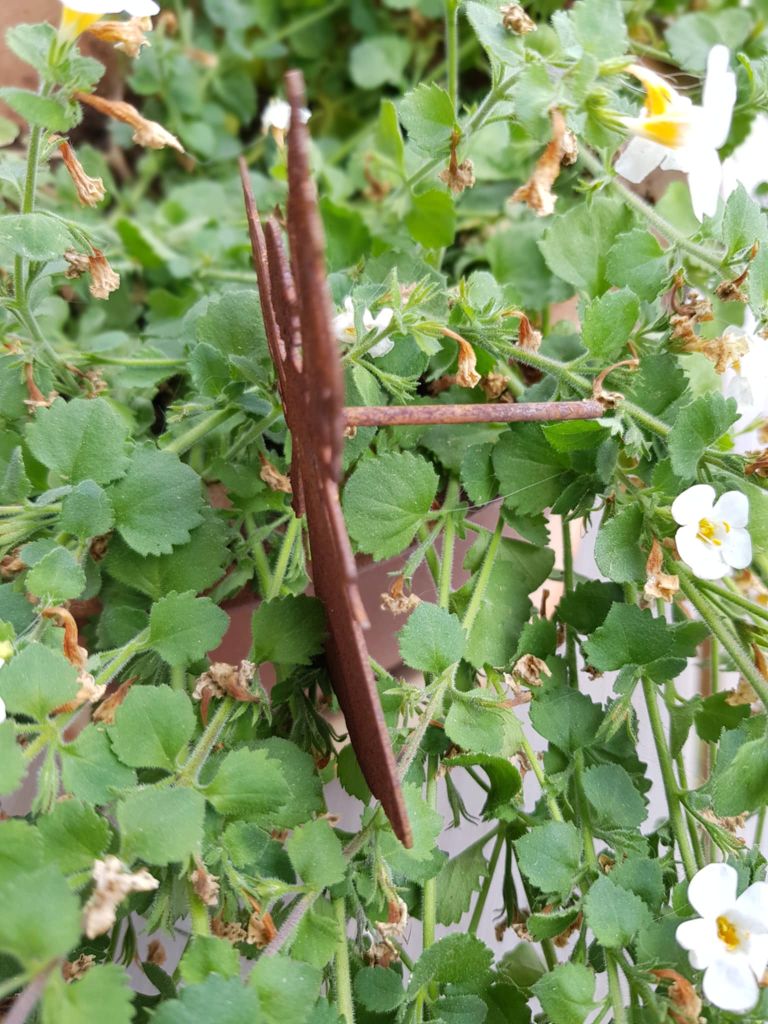 Ängel med pin - 4