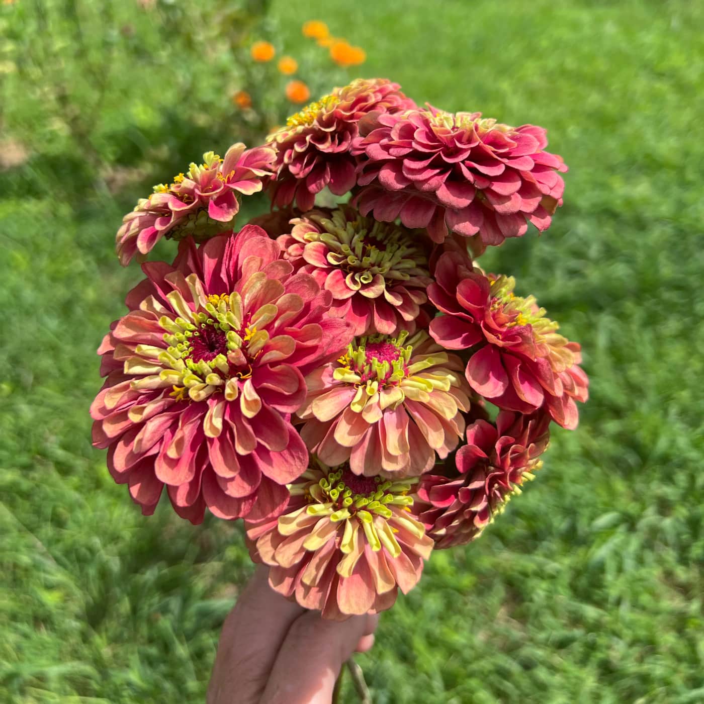Zinnia 'Queeny Red Lime'