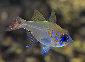 Zoramia leptacantha  (Apogon leptacanthus) (reef safe)