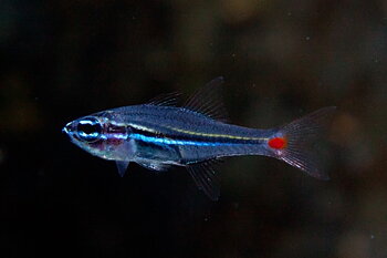 Ostorhinchus parvulus (reef safe)