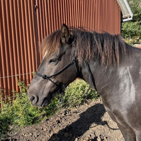 All That Standard Rope Halter - Black - 4