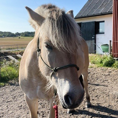 All That Standard Rope Halter - Olive - 4